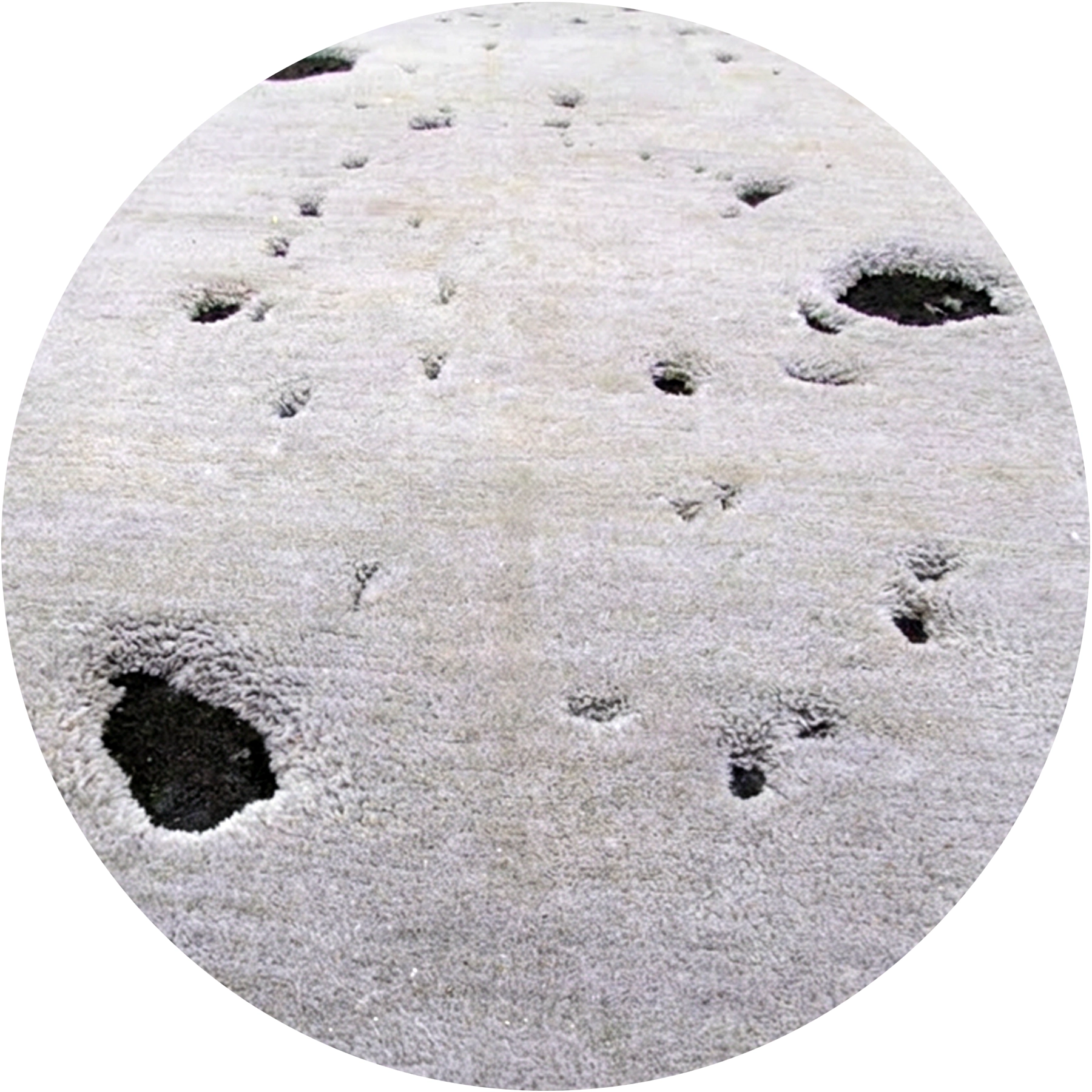 Alfombra tibetana de alta calidad diseñada por Ana Locking, colección Time Capsule